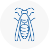 Kibworth Wasp Nest Removal